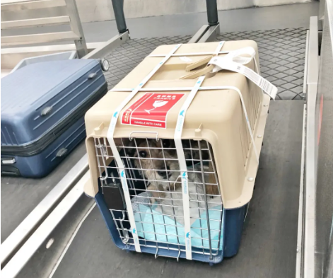 和平宠物托运 宠物托运公司 机场宠物托运 宠物空运